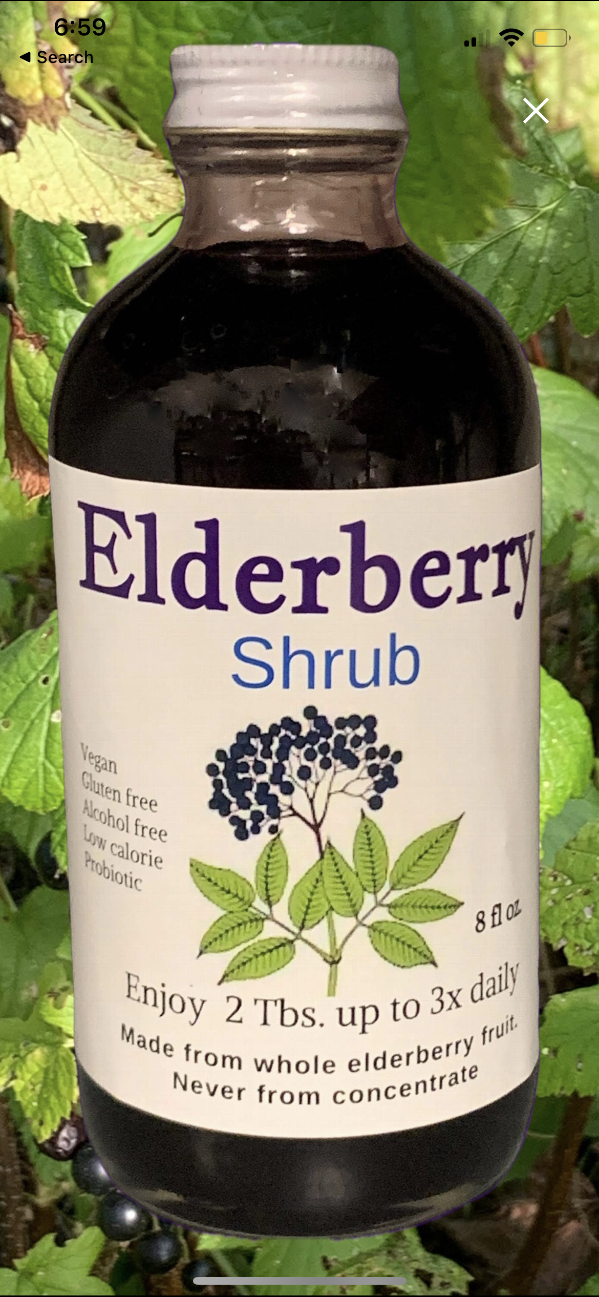 Elderberry Shrub